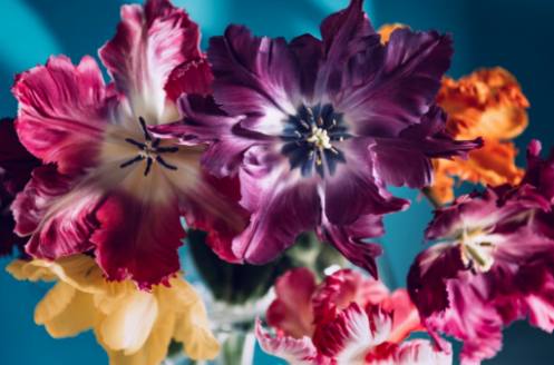 I benefici di coltivare Salvia Nemorosa nel tuo giardino moderno